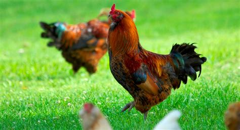 Cluck Cluck Nope Nope Dc Moves To Ban Backyard Chickens Wamu