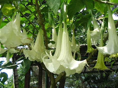 It's leaves are large, and its flowers, from which it's. HOW TO GROW BRUGMANSIA - The Angel's Trumpet |The Garden ...