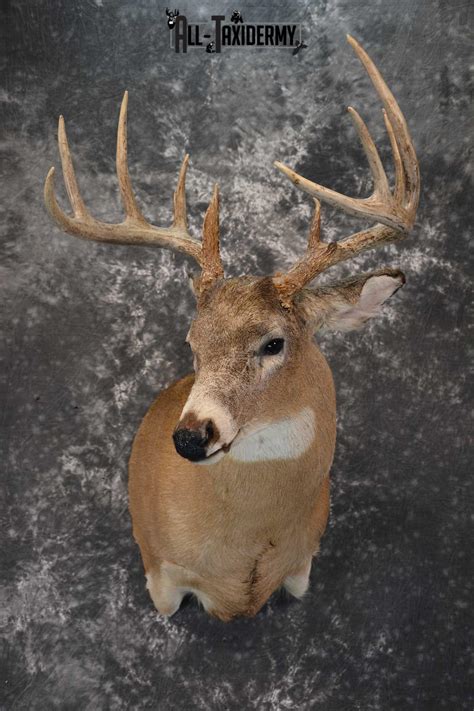 Whitetail Deer Taxidermy Shoulder Mount For Sale Sku 1723 All Taxidermy