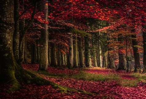 Landscape Forest Fall Leaves Roots Red Leaves Moss Wallpaper