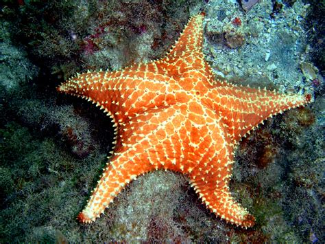 Echinoderms Starfish Brittle Star Sea Urchin Feather Star Sea Cucumber