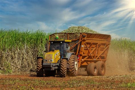 Machine Harvesting Sugar Cane Plantation Editorial Photo Image Of