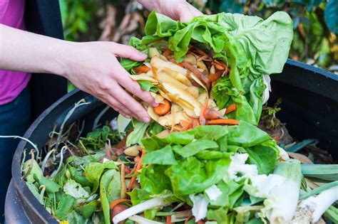 Wasted food can be processed at facilities specifically designed to digest the organic portion of municipal solid waste. Food Waste Is a Massive Problem—Here's Why | FoodPrint