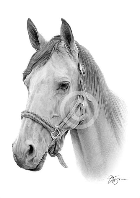 Pencil Drawings Horses Easy Pencildrawing2019