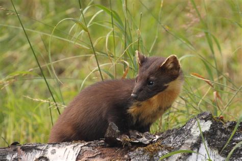 Pine Marten Peoples Trust For Endangered Species