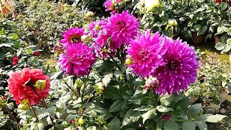 Stock photos of nature and flowers & gardens, provided by dreamstime. Beautiful flower garden | The most beautiful flowers in ...