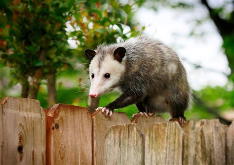 Hier die fragen und die erläuterung zum thema obosum Opossums on the farm: It's not as cut and dried as friend ...