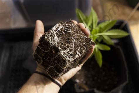 They actually get moisture and nutrients they need from rain that falls on their leaves and debris that accumulates around the roots and base of the plant. Cannabis roots: A complete guide - Alchimia blog