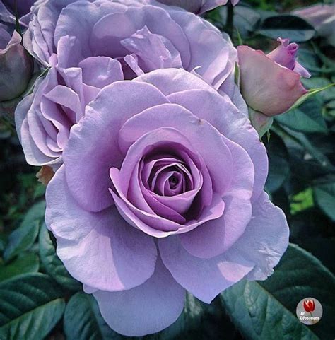 Maybe you would like to learn more about one of these? ปักพินโดย Sue Ashford ใน Flowers