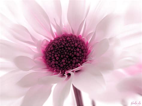 Hot Pink Flower Wallpapers 39 Wallpapers Adorable