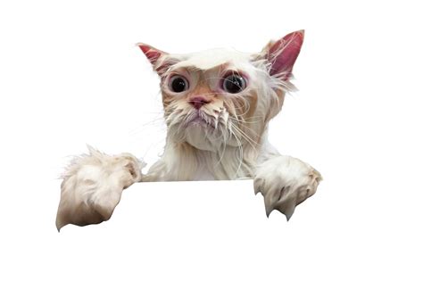 Collection Of Wet Cat Png Pluspng The Best Porn Website