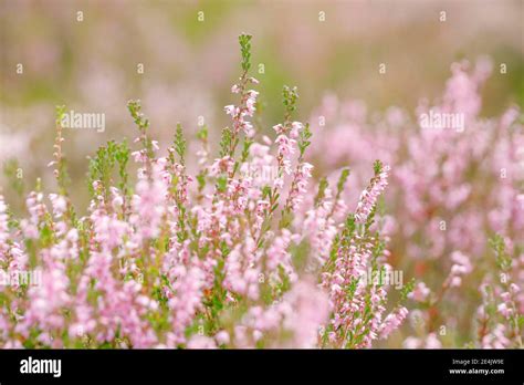 Heather Heath Blossom Stock Photo Alamy