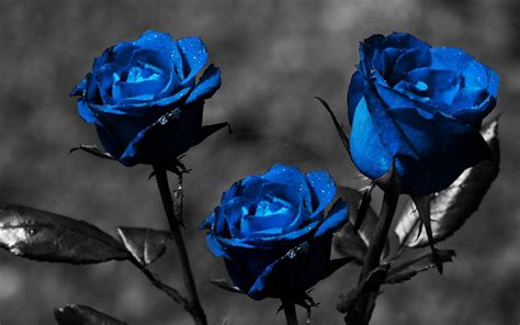 Download Blue Rose Widescreen High Quality Wallpaper Image By