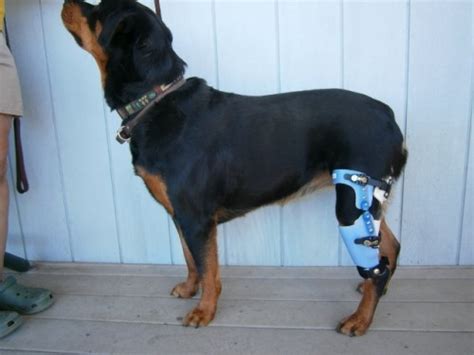 This commission doesn't affect products prices. Posh Dog Knee Brace Provides Non-Surgical Recovery From ...