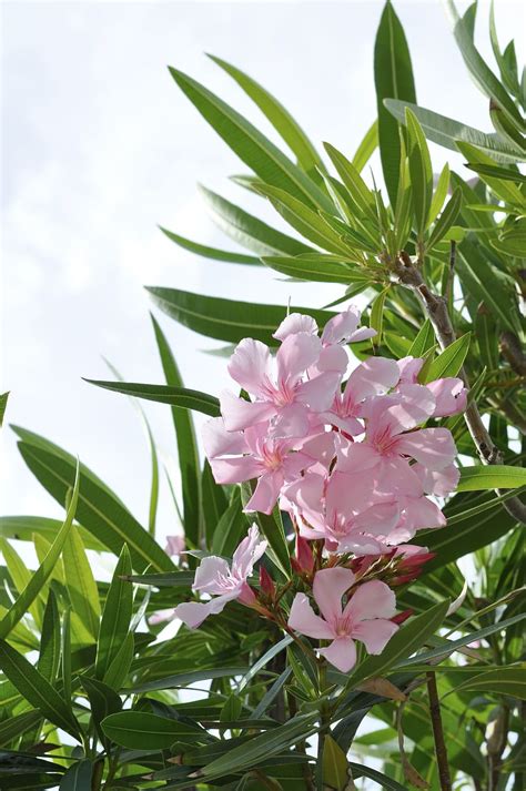 We did not find results for: Gambar Bunga Oleander - Gambar Ngetrend dan VIRAL