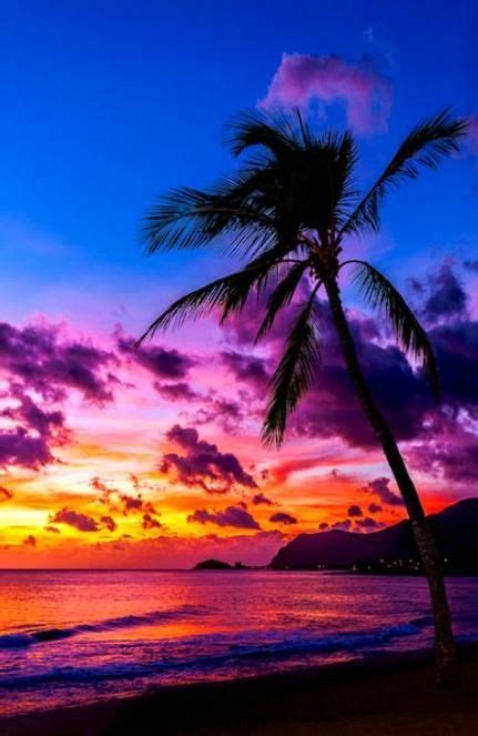The sun peeks through palm leaves. Palm tree beach sunset beautiful 46 Best ideas #tree ...