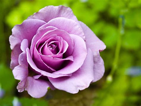 You can explore in this category and download free flower background photos. mauve rose-beautiful flowers Picture wallpaper Preview ...