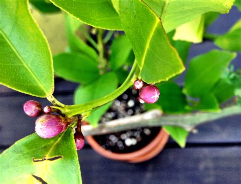 Meyer Lemon Tree Is Finally Flowering Meyer Lemon Tree Red Peppercorn