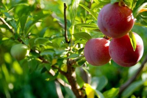 A Tree That Can Actually Grow 40 Different Kinds Of Fruit