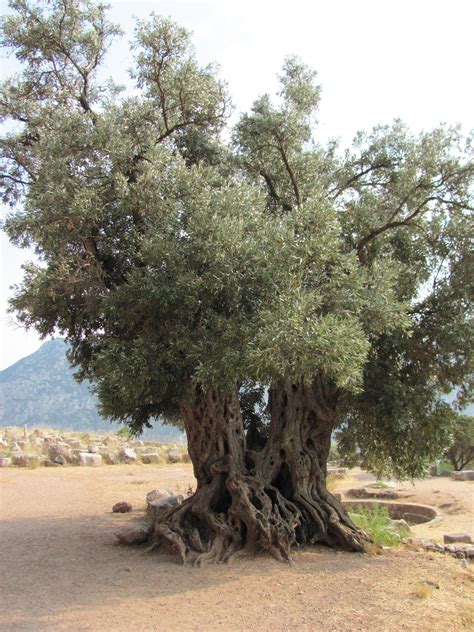 Ancient Olive Tree Photo From Delfi In Fokida