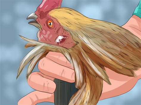 3 Ways To Stop A Rooster From Crowing Wikihow