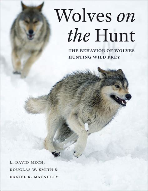 Wolves On The Hunt The Behavior Of Wolves Hunting Wild Prey Mech