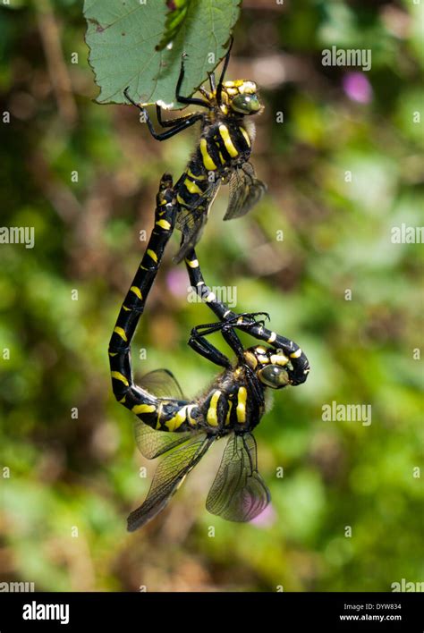 Two Dragonflies Mating Stock Photo Alamy