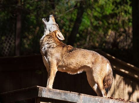 A Red Wolf Canis Rufus Howls At The Wnc Nature Center In Asheville