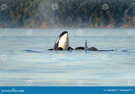 Whale Spyhopping Pod Of Orca Killer Whales Swimming In Blue Ocean