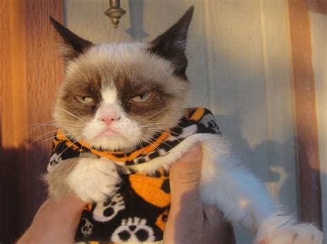Happy Halloween Grumpy Cat Pictures Photos And Images For Facebook