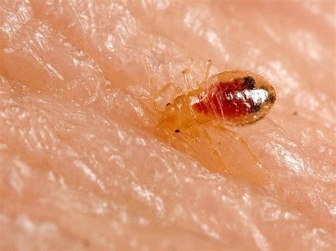 What Do Bed Bugs Look Like How To Identify Them With Pictures