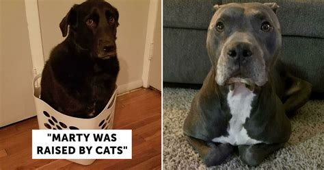 Dogs Raised With Cats Act A Littledifferent 50 Pics