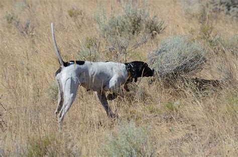 Pin By Indian Head On English Pointers Dog Gear Bird Dogs Dog Breeds