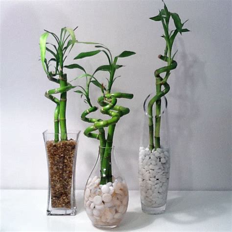 گلدان شیشه ای بامبو جذب انرژی مثبت با این گیاه راحت و بی دردسر چیدوپلاس