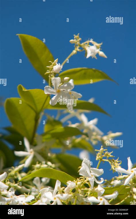 Star Jasmine Trachelospermum Jasminoides Stock Photo Alamy