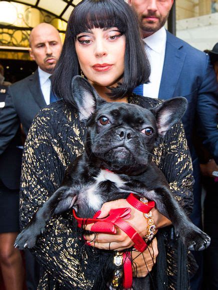 She is a joy to be around. 5 Celebrity French Bulldog Names - The Paws