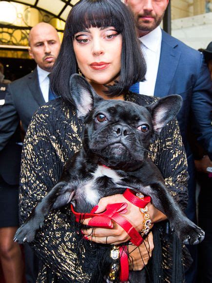 Celebrity dog names are one of the most popular names on the planet. 5 Celebrity French Bulldog Names - The Paws