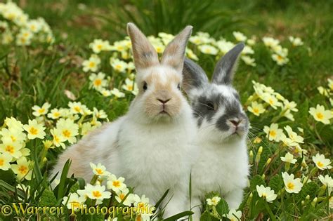 Young Rabbits Among Spring Primrose Flowers Photo Wp41622