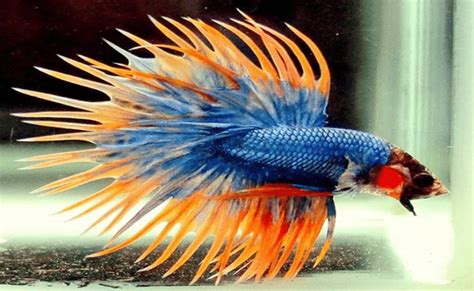 Breeding siamese fighting fish, or bettas, is a wonderful hobby. Betta Fish : Types The Most Expensive In Indonesia