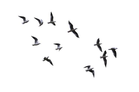 Bird Flight Gulls Flying Bird Png Download 1024683 Free