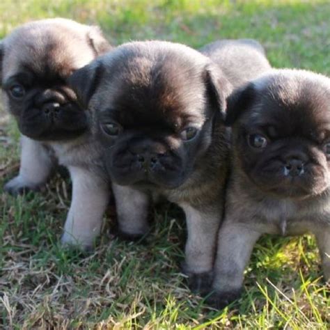 Some Of The Cutest Baby Puggies Alive Papa Brody And Momma Sarahs Babies