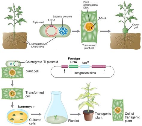 The foreign dna is called the transgene. Transgenic Plants