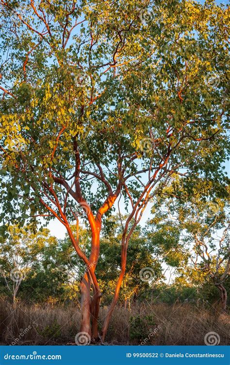 Australian Red Gum Trees In Northern Territory Stock Photo Image Of