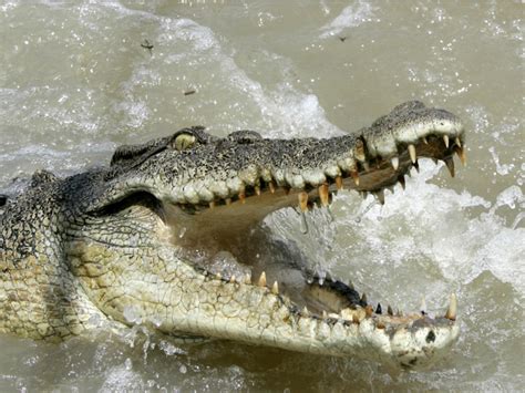 The 15 Most Dangerous Animals In The World Pictolic