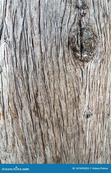 The Trunk Of The Cypress Bark Natural Wood Texture Wood Background
