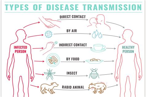 Disease Transmission Types Animal Illustrations Creative Market