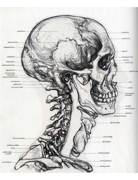 Anatomía para el Artista Sarah Simblet con imágenes Arte de