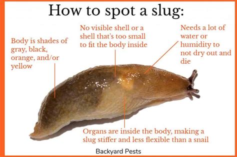 8 Ways To Tell The Difference Between Slugs And Snails With Pictures