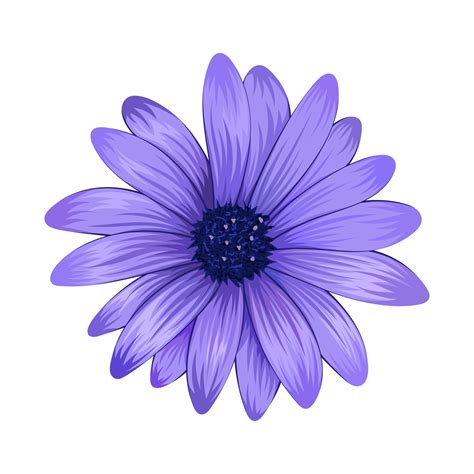 Beautiful Purple Daisy Flower Isolated On White Background