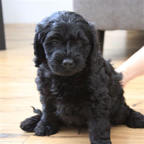 The cross between these two parent breeds make terrific family dogs, friendly, intelligent, affectionate and easy to train. F1B Mini Labradoodle Puppy - Yelp